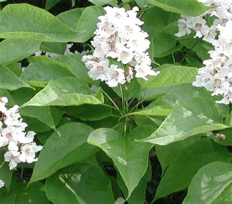 50 <strong>Catalpa Tree</strong> Seeds for Planting Grow Stunning Flowers. . Catalpa tree for sale